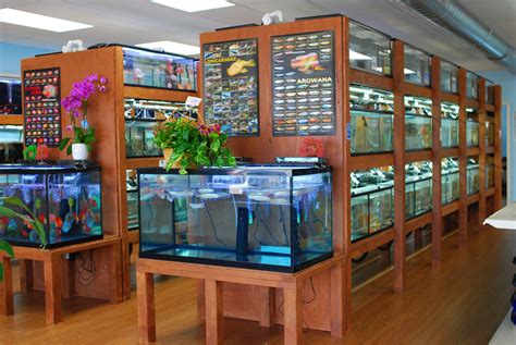 Fish pet shops near me - If you want happy fish, this place has happy fish." more. 2. Causeway Pets. 4.9 (17 reviews) Aquarium Services. Local Fish Stores. "your are buying braces for a kid not winter condos for ceos of big box fish stores like pet smart or..." more. 3. Aquatic Fish & Pets.